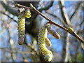 SO3150 : Hazel catkins by the Holywell Brook by Jonathan Billinger