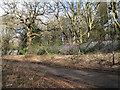 A security fence through woodland, Whitley, Coventry