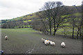 SJ0523 : A muddy field for sheep by Bill Boaden