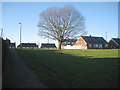 Tree in open space off Haddon End, Cheylesmore, Coventry