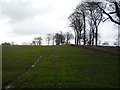 Crop field off National Cycle Route 1