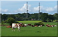 Cows and pasture near Oldbury Farm