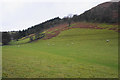 SJ0422 : Sheep on a hillside at Hirnant by Bill Boaden