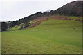 Sheep on a hillside at Hirnant