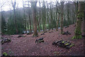 Woodland above the Vyrnwy valley