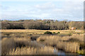 NZ1531 : Reed bed at Low Barns Nature Reserve by Trevor Littlewood