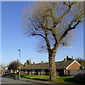 Housing in Dixon Street, near Rough Hills, Wolverhampton