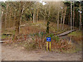 SD2708 : National Trust Formby, The Red Squirrel Walk by David Dixon