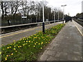 Daffodils on the platform at Barnes station