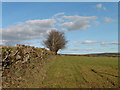 Field boundary on Berry Hill