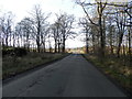 Minor road through West Woods of Ethie