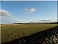 Farmland near Auchmithie