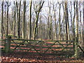 Footpath through woods near Moses seat.