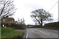 A lone tree opposite Hawkins Farm