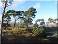 NT6378 : Coastal East Lothian : Pines Above Hedderwick Burn by Richard West
