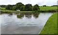 Horses next to Cherrytree Farm Winding Hole