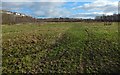 Grassland near Westcliff