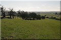 Hedge on Hog Hill