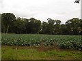 Brassica crop, Cardean