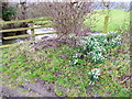 Snowdrops on the bank & verge