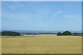 Crop field near Runmerry