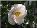 Camellia, temperate house, Savill Garden