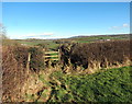 Llwybr Coedlline / Coedlline path