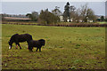 Sedgemoor : Grassy Field