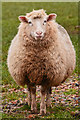 Sedgemoor : A Sheep