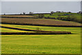 ST2734 : Sedgemoor : Countryside Scenery by Lewis Clarke
