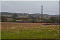 Sedgemoor : Grassy Field