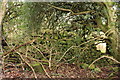 Dry Stane Dyke in Doonhill Wood