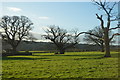 Oak Trees in Winter