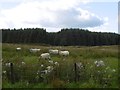 Sheep on Balgair Muir