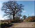 Mature trees on Blackwater Road