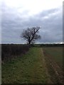 Bridleway near Deenethorpe