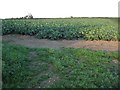 Field of cabbages