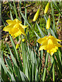 Daffodils at Rudge Heath, Shropshire