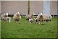 Bridgwater : Sheep Grazing