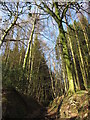 Trees and path in Coed Rhiw