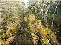 NH5853 : Line of bank through the Monadh Mòr bog forest by Julian Paren