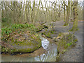 Prittle Brook in Belfairs Great Wood