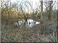 Pond on Rushett Common