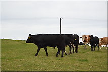 SK2163 : Cattle by the Limestone Way by N Chadwick