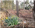 Early daffodils in Whalley