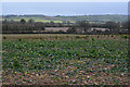 Bridgwater : Grassy Field