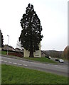 ST2890 : Dominant conifer on a Bettws corner, Newport by Jaggery