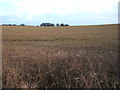 Farmland off National Cycle Route 1