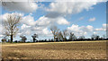 Trees on a field boundary