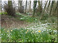 Snowdrops next to Hall Road